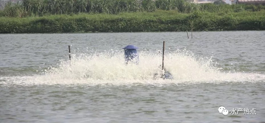 鱼塘晒塘用漂粉精消毒的注意事项,漂白粉鱼塘消毒正确使用方法