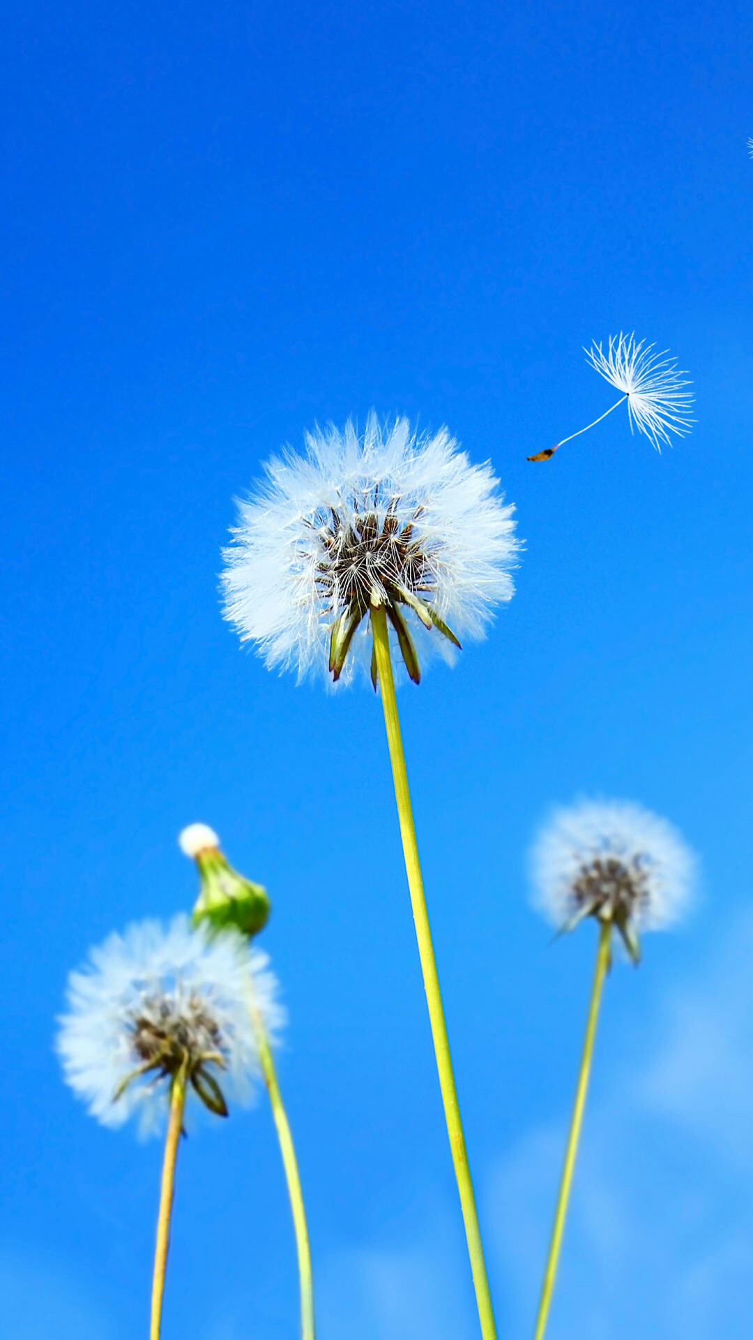 野钓运气爆棚,野钓钓到了1000斤大鱼