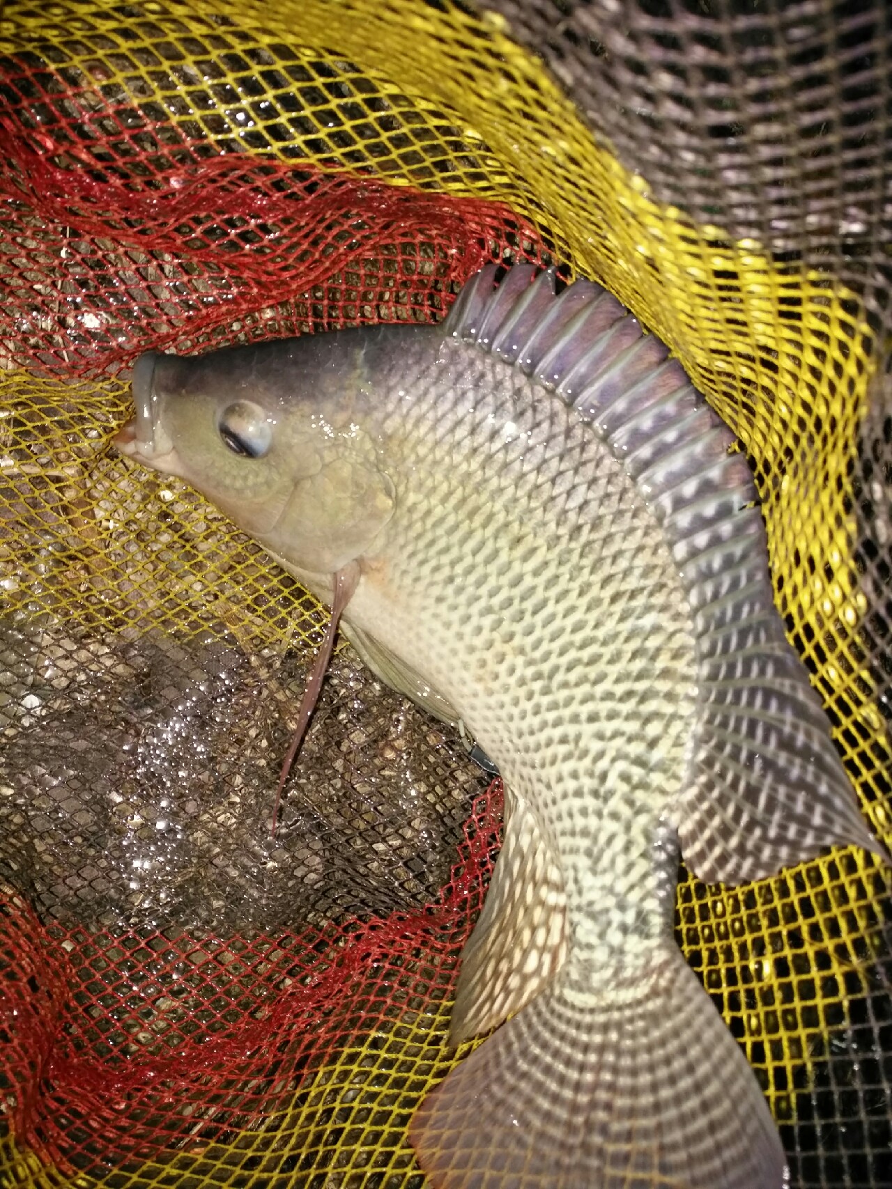 野钓运气爆棚,野钓钓到了1000斤大鱼