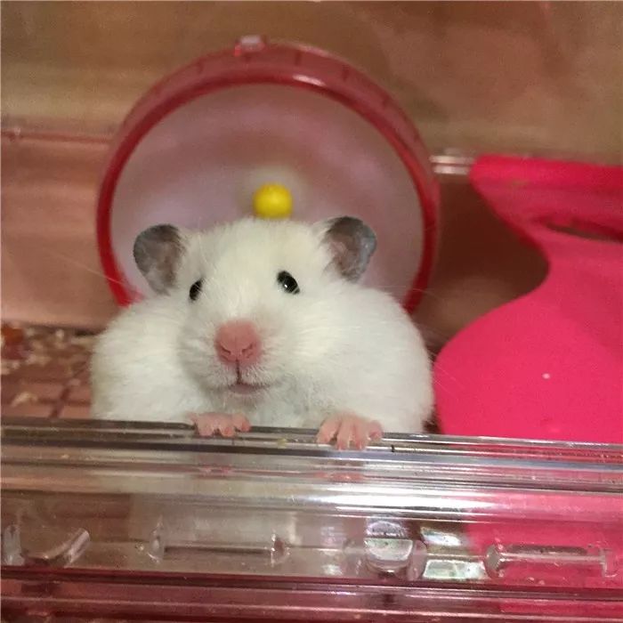 日推网友鼠年仓鼠腮帮子大赛，满屏圆滚滚毛茸茸敲可爱