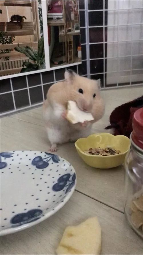 日推网友鼠年仓鼠腮帮子大赛，满屏圆滚滚毛茸茸敲可爱