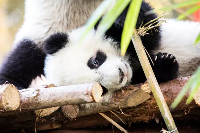 TheStoryoftheBlackWhite“LivingFossil”︱一只黑白“活化石”的前世今生