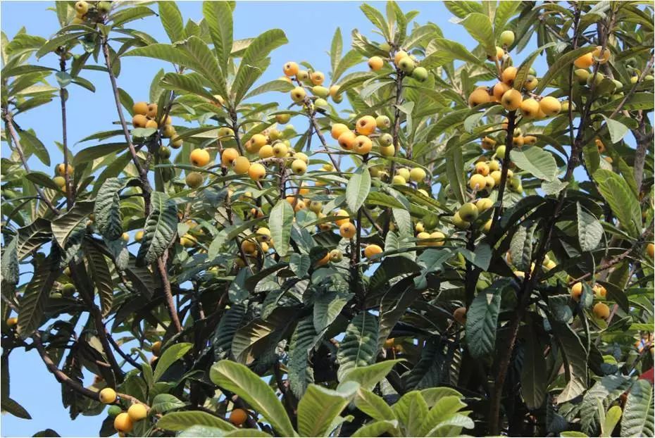 江阴市南闸中心幼儿园后勤人员招聘启事