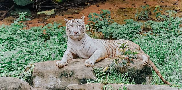 广州长隆野生动物世界旅游攻略,暖冬长隆3天2晚