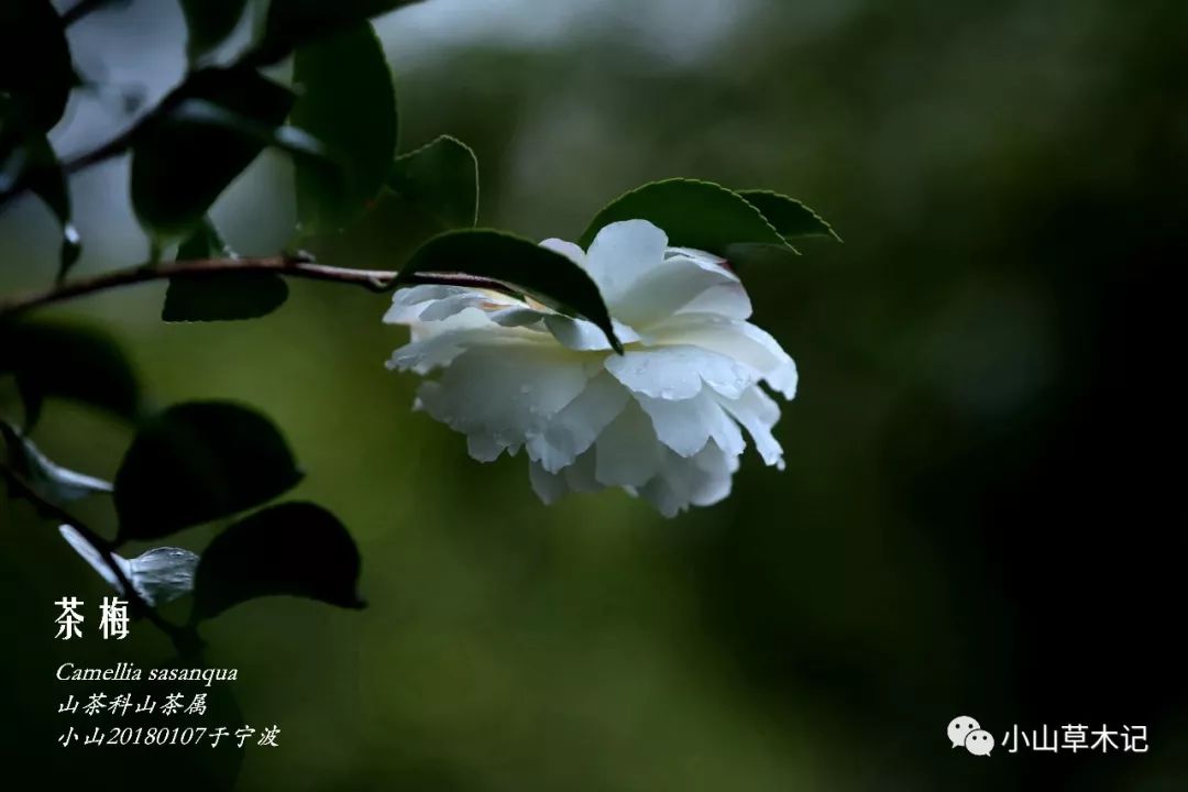 冬天里最美的茶梅,冬日里的茶梅