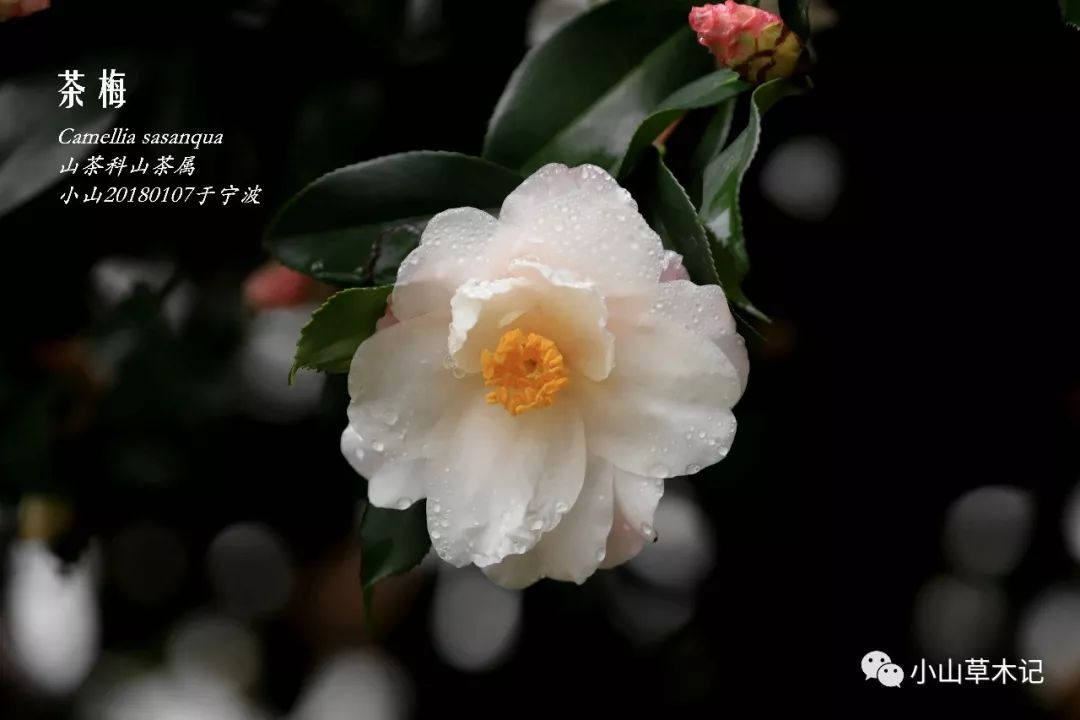 冬天里最美的茶梅,冬日里的茶梅