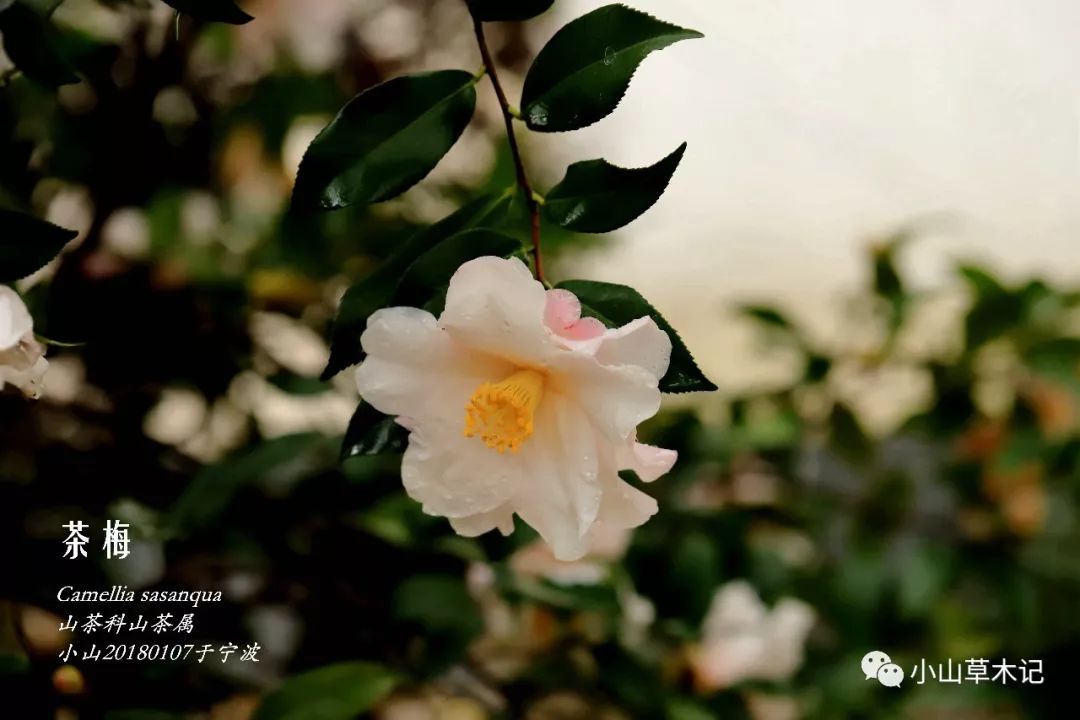 冬天里最美的茶梅,冬日里的茶梅