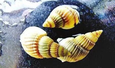 科普爱吃海鲜小心这些致病菌,紧急提醒海鲜毒素