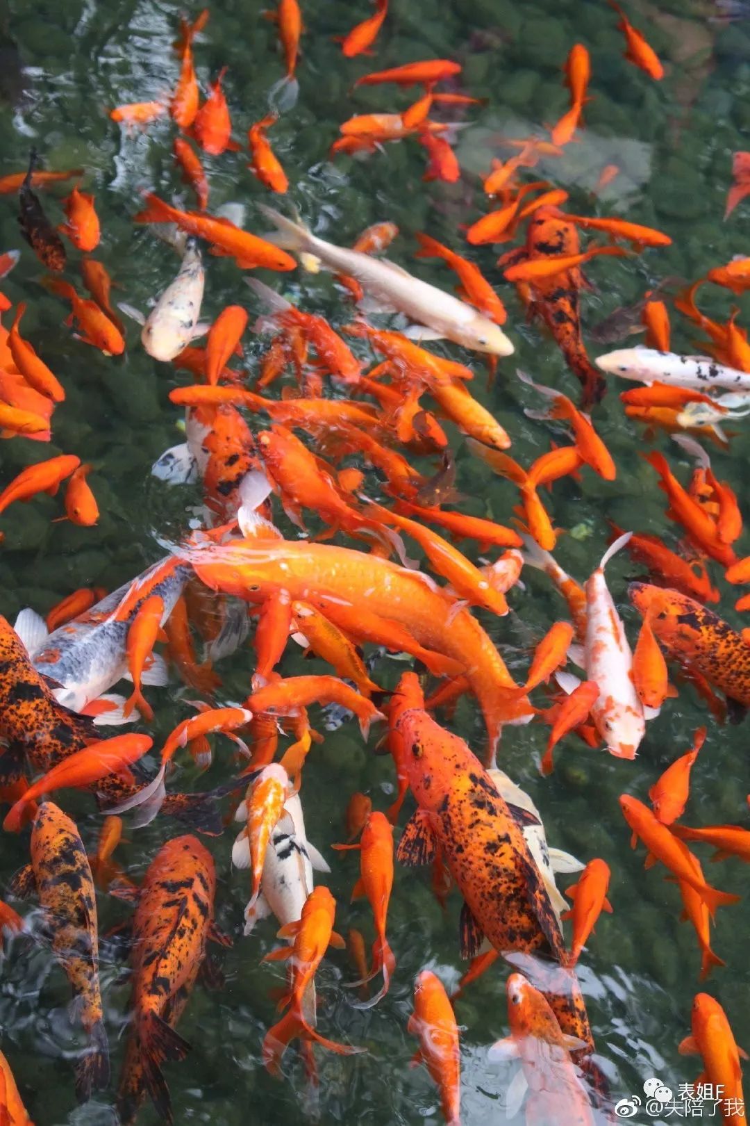 手表卡地亚和宝格丽哪个档次高,宝格丽手表和浪琴哪个好