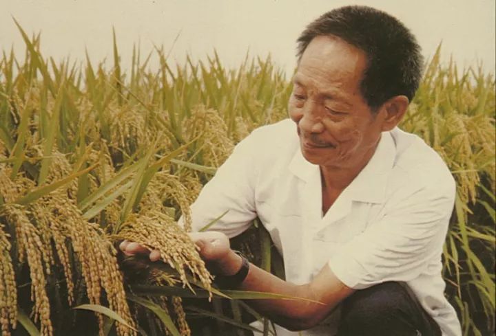 90岁袁隆平再上热搜：永不退休的他，才是这个时代真正的巨星