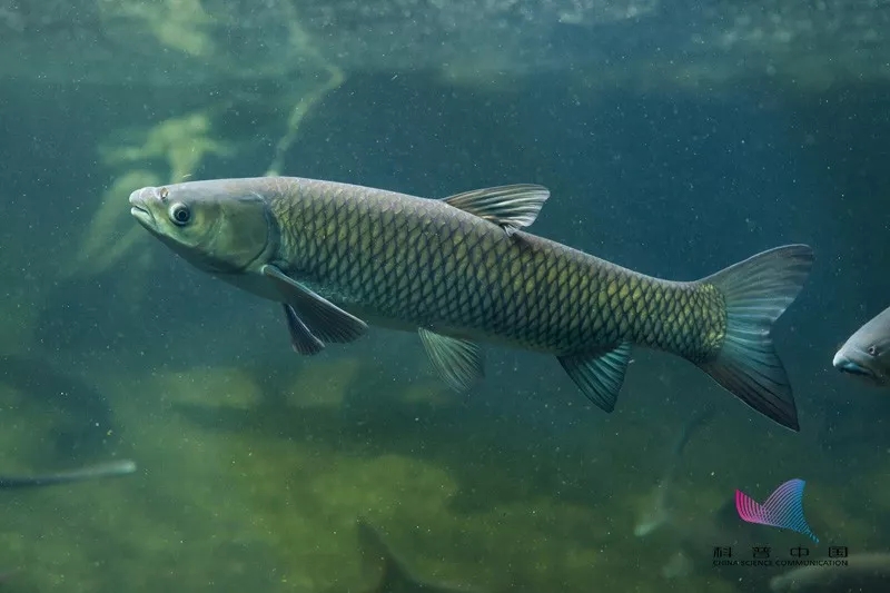 年终谣言又来？！为保活给鱼喂柴油，吃了中毒？专业辟谣来了