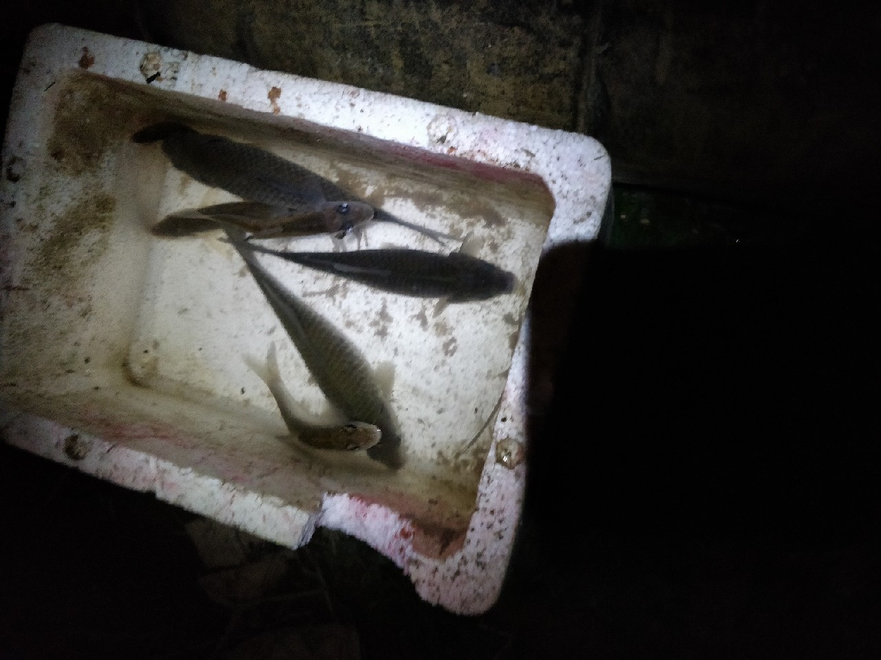 原来钓鲫鱼的诀窍在这里,春钓鲫鱼用什么饵料最好