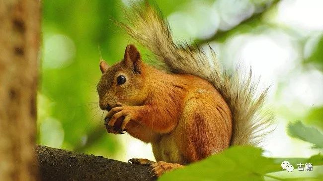 鼠年春晚说鼠,央视科普鼠年说鼠
