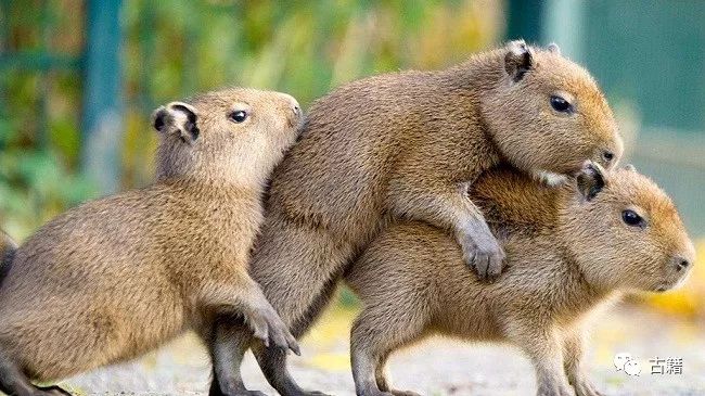 鼠年春晚说鼠,央视科普鼠年说鼠