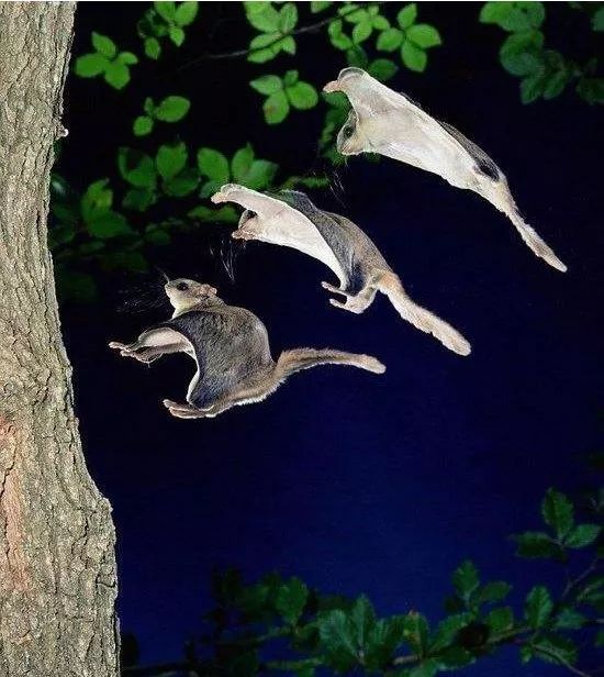 属鼠初一到三十,属鼠生在初一好吗