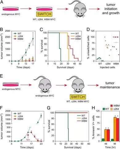 PNAS:断开这两种蛋白间的连接,可有效促使肿瘤消退