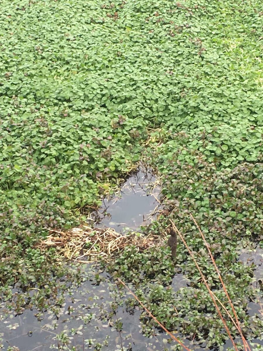 朝天钩选多大号合适,朝天钩最大能用几号钩
