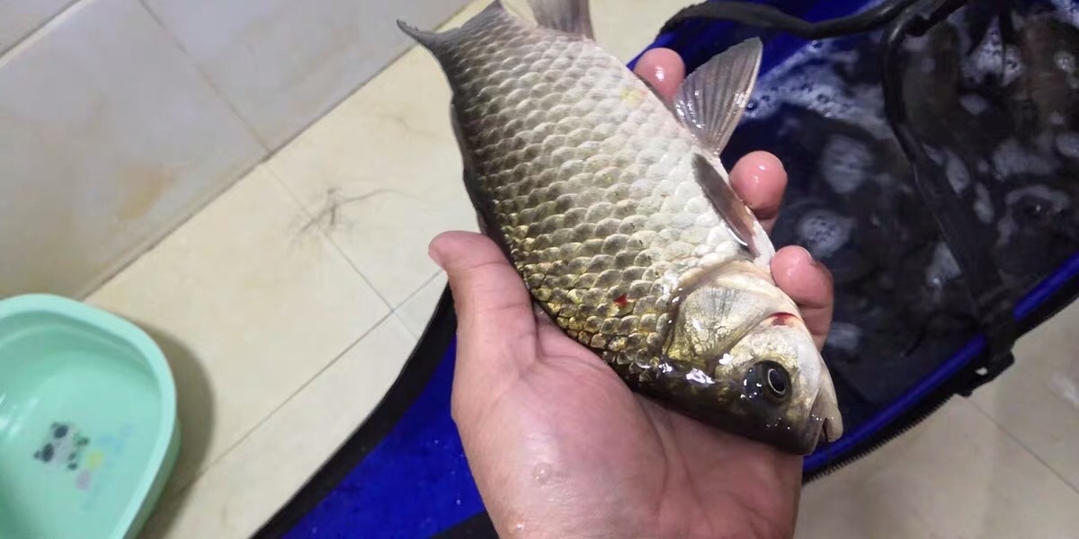 朝天钩选多大号合适,朝天钩最大能用几号钩