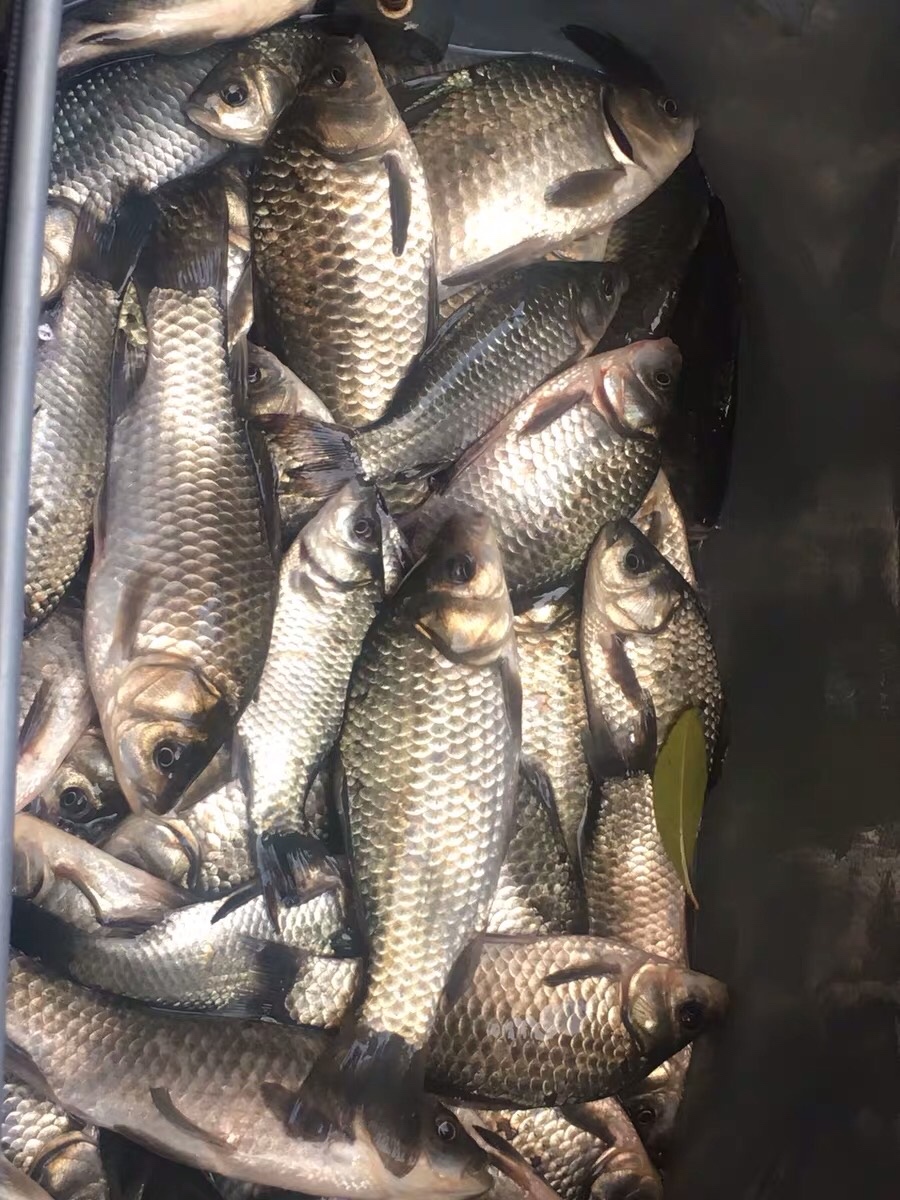 朝天钩选多大号合适,朝天钩最大能用几号钩