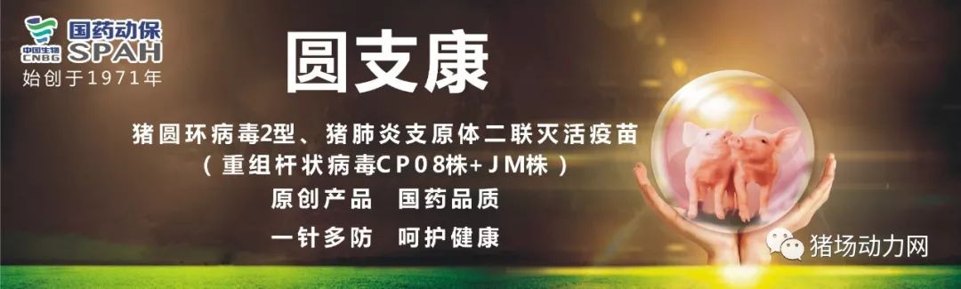 猪场出现圆环怎么治,猪场内猪只咬伤处理方法