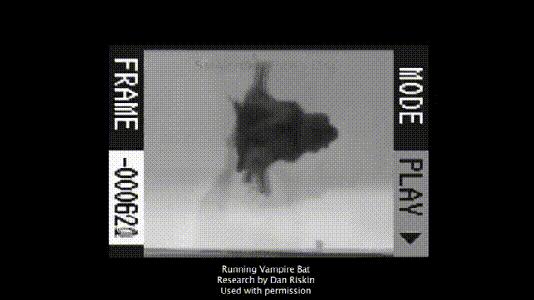 介绍第一视角蝙蝠,认识蝙蝠