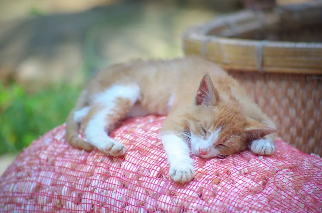 按吨起步支援湖北的蔬菜，背后是世界第一硬核蔬菜大国