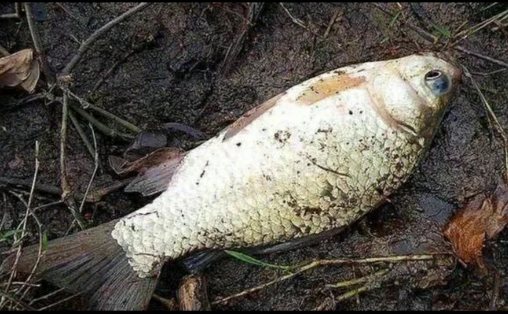 早春钓鲫鱼钓深水还是浅水,早春太阳大气温高怎么钓鲫鱼