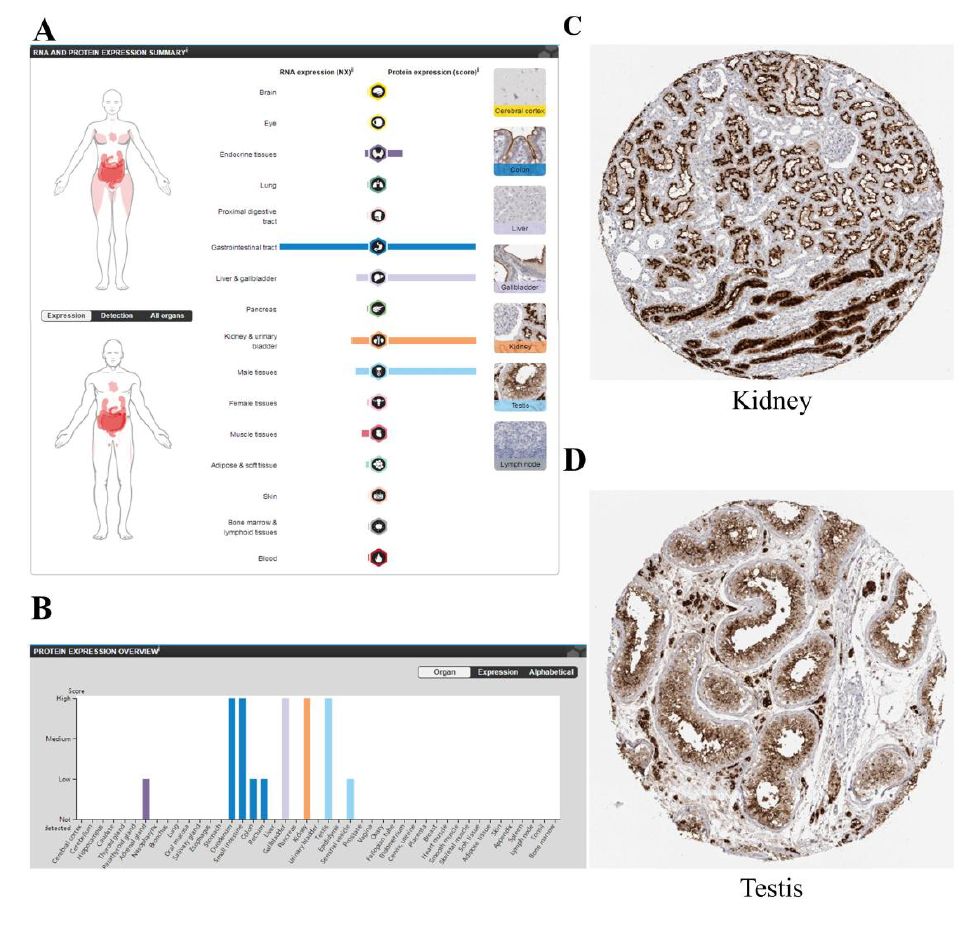 最新新冠病毒感染后果,新冠第二次感染死亡是不是谣言
