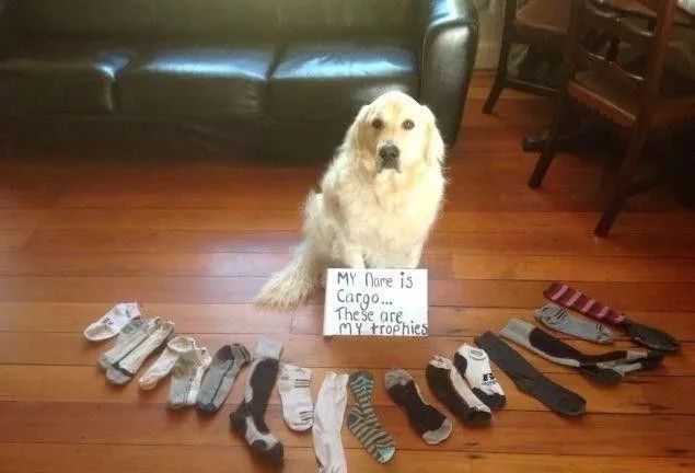 狗狗对袜子的执念，竟然还有科学解释