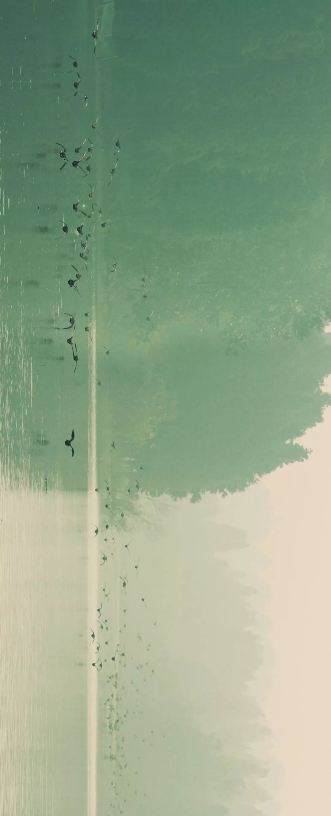 高邮吃咸鸭蛋,咸鸭蛋高邮