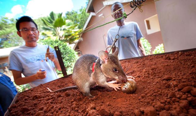 世界上最大老鼠多少钱一只,老鼠有多大一只