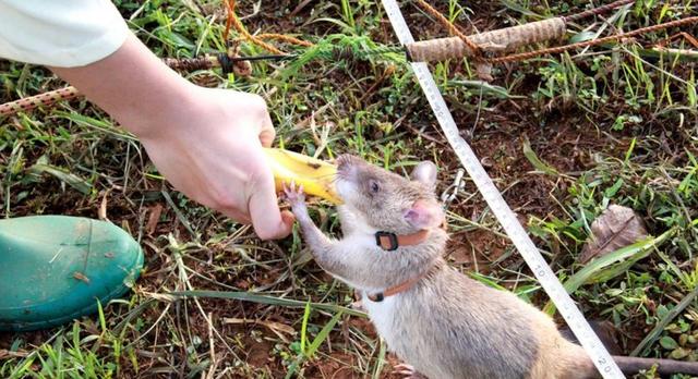 世界上最大老鼠多少钱一只,老鼠有多大一只