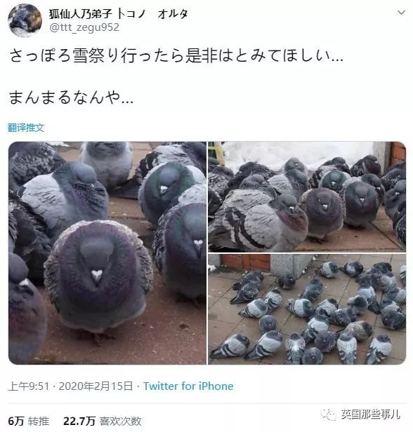 同样是冬天胖成球,凭什么鸟球就这么可爱