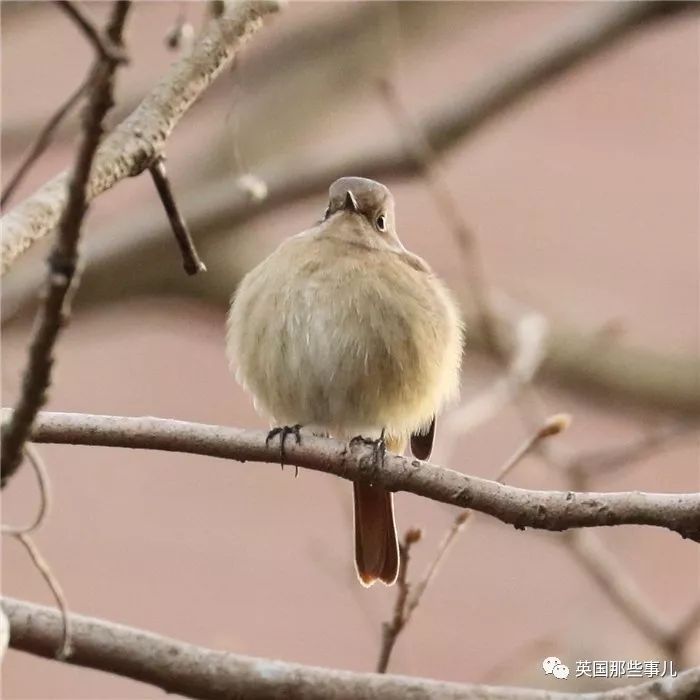 同样是冬天胖成球，凭什么鸟球就这么可爱