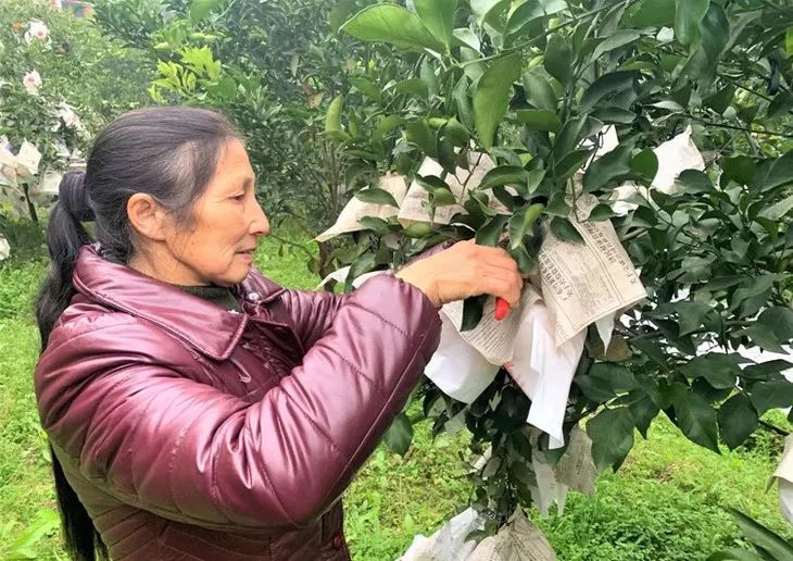 一咬汁水四溢鲜香满口,一咬爆汁像葡萄的水果
