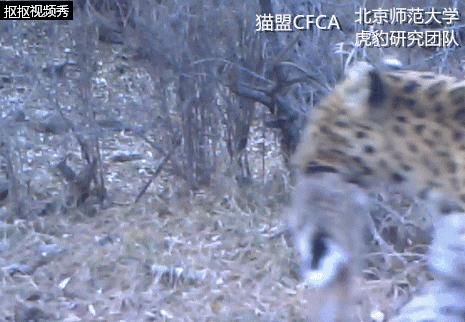 盘点被吃灭绝的动物,被吃最惨的外来物种