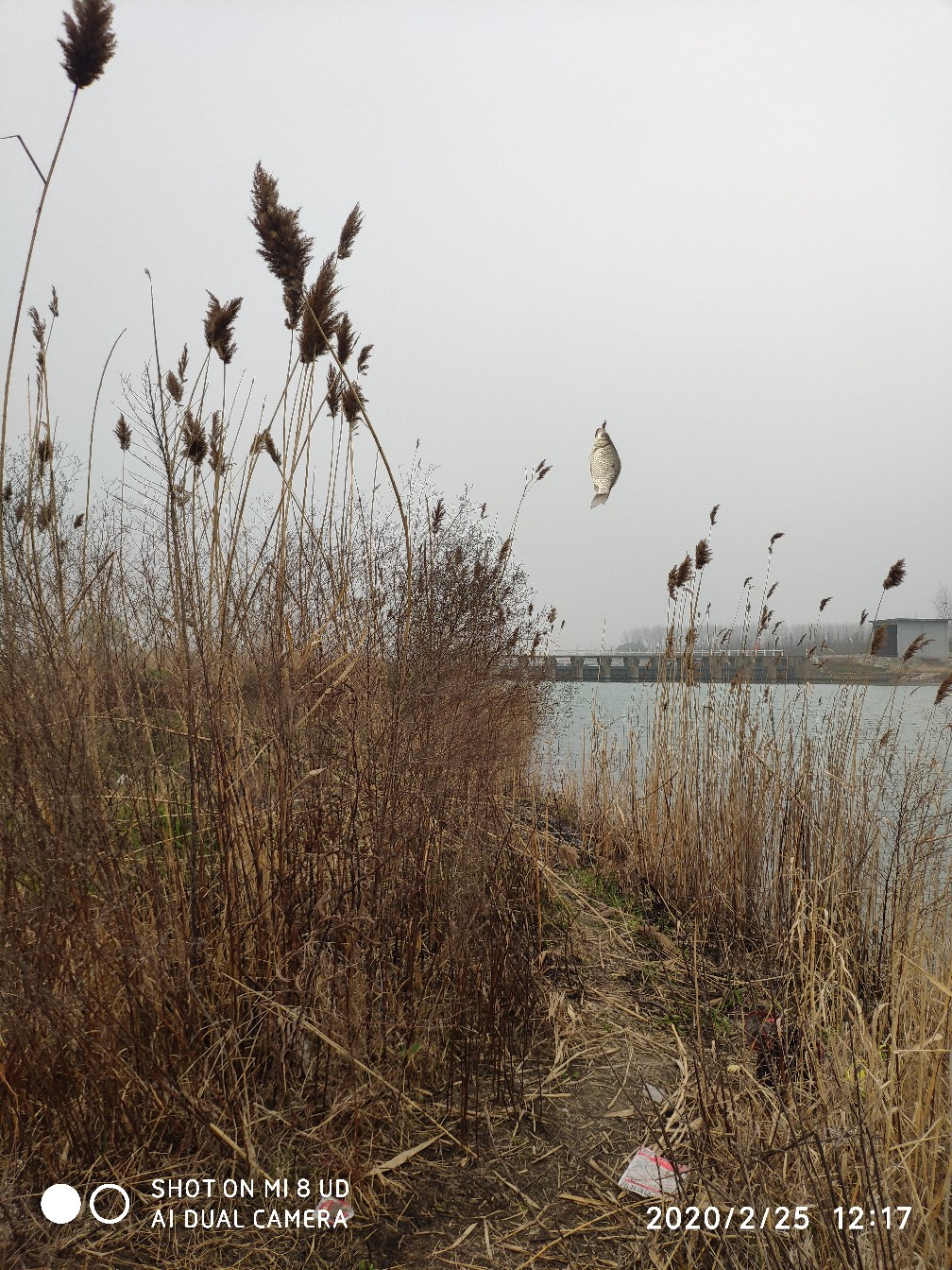 本人野钓经验总结范文怎么写,万峰湖野钓经验