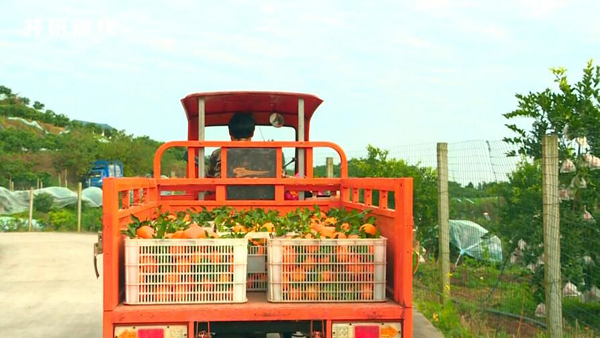 乐山井研春见耙耙柑,乐山井研耙耙柑基地