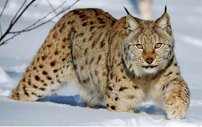 快看，这些荒野之猫