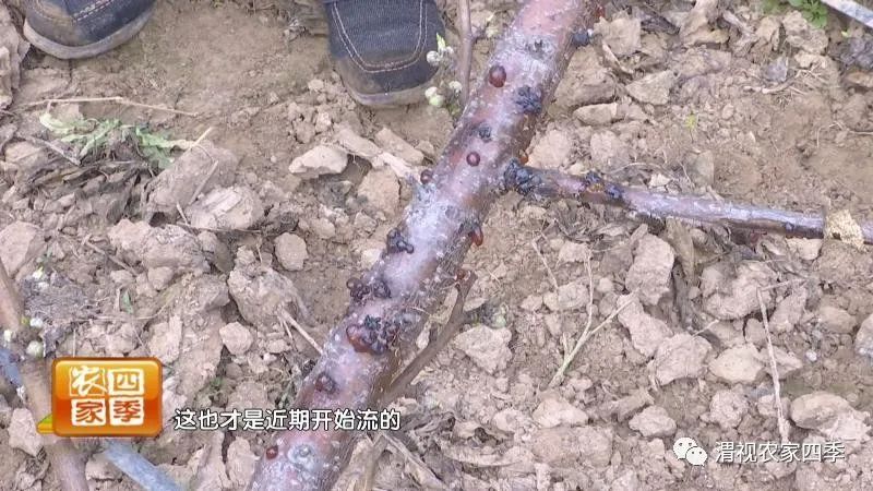 引起桃流胶病的原因是什么,桃子流胶病用什么药治