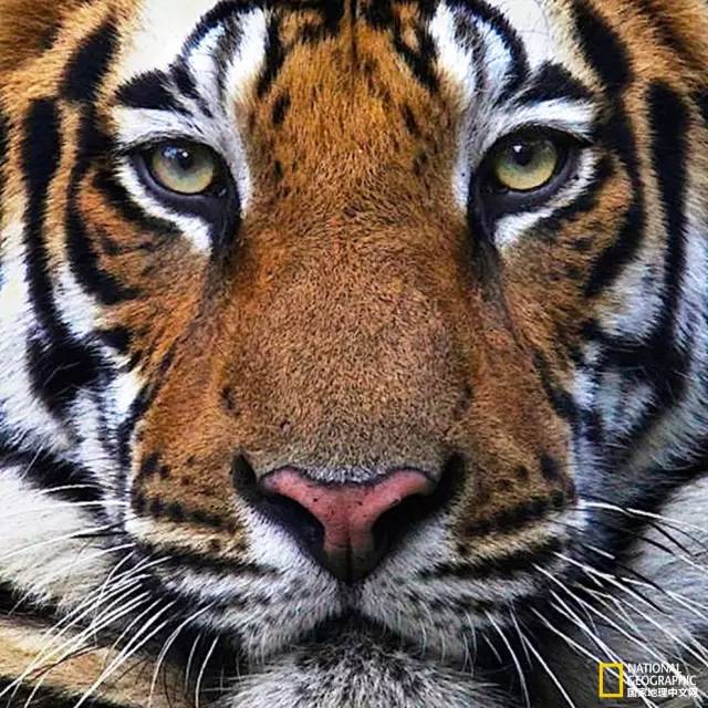 记住它们现在的模样,记住这些永不过期的食品