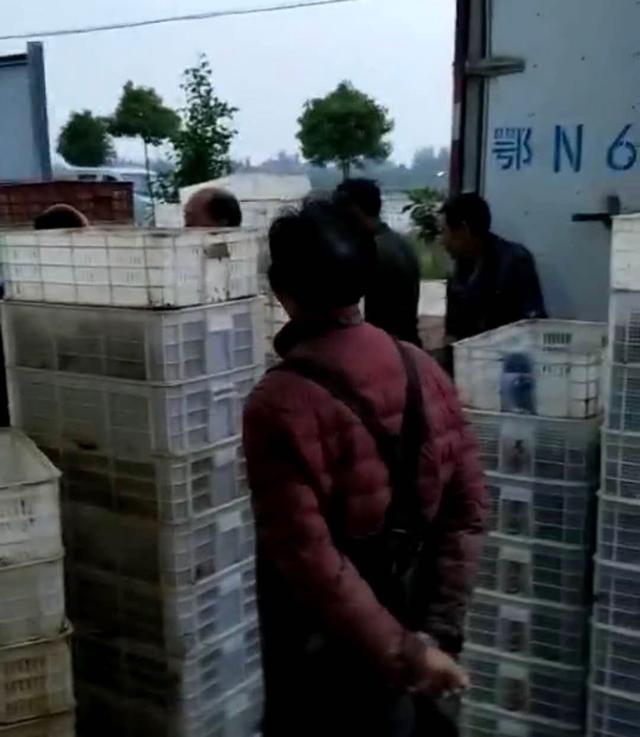 疫情后小龙虾市场将如何,疫情期小龙虾出路