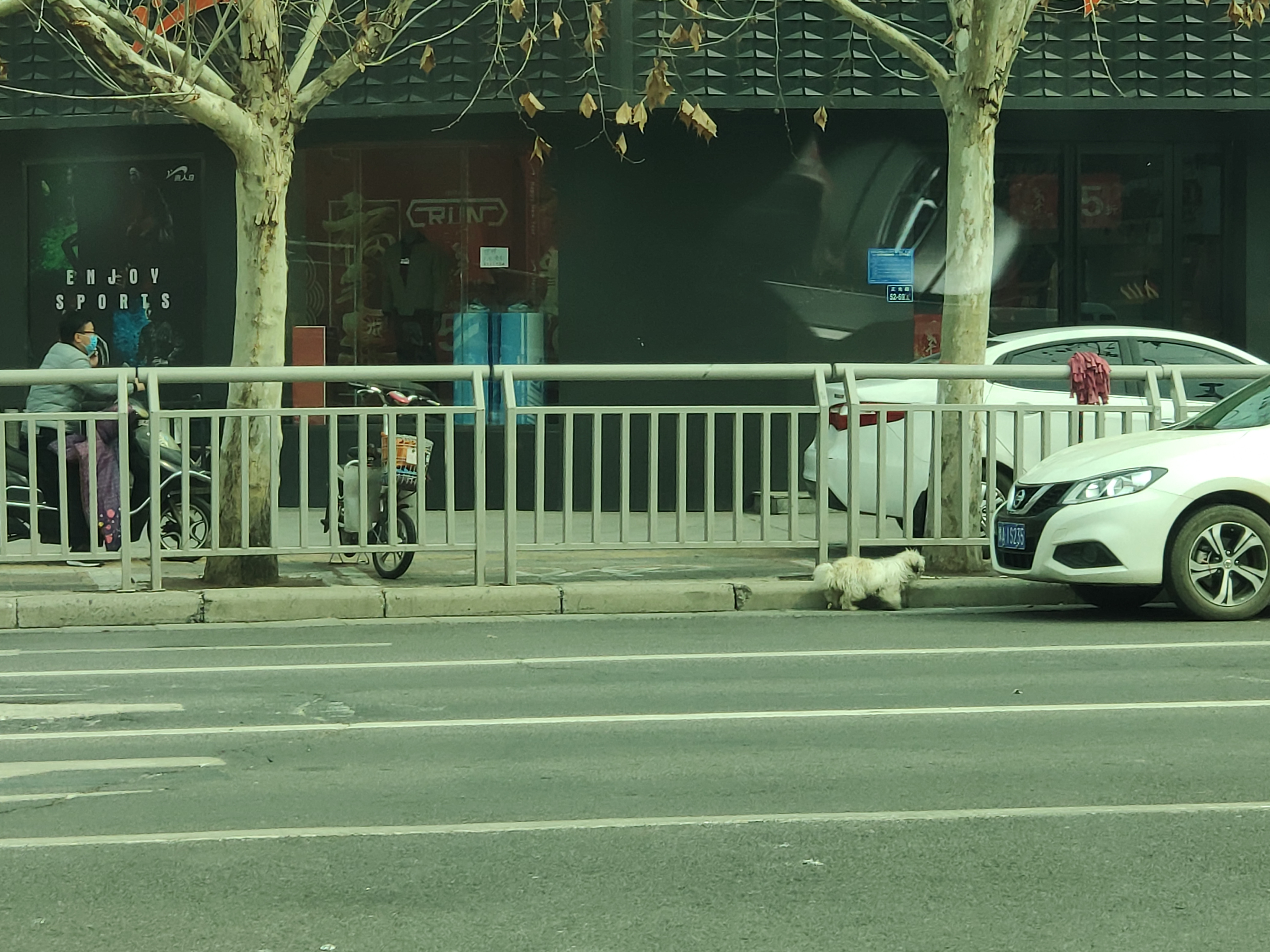 宠物狗被遗弃后能生存吗,碰上被遗弃的狗养不了怎么办