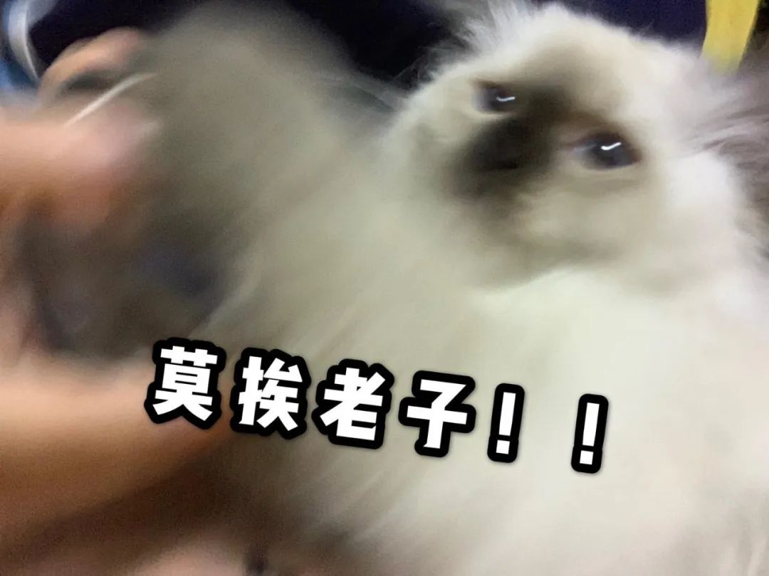 丑的人戴上口罩为什么颜值变高了 (口罩最提升颜值的单品)