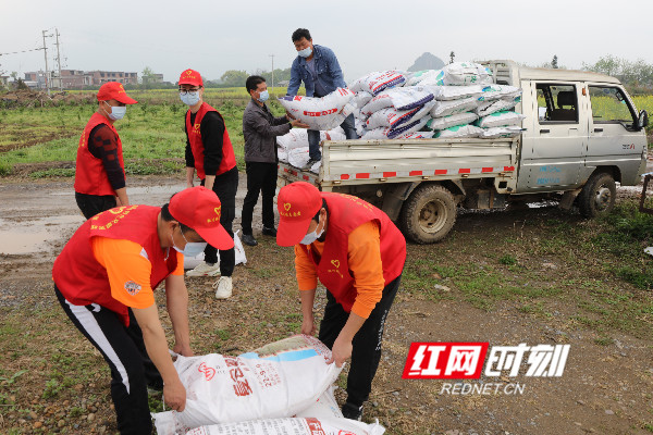 学生助农插秧志愿者活动,志愿者助力贫困户春耕备耕