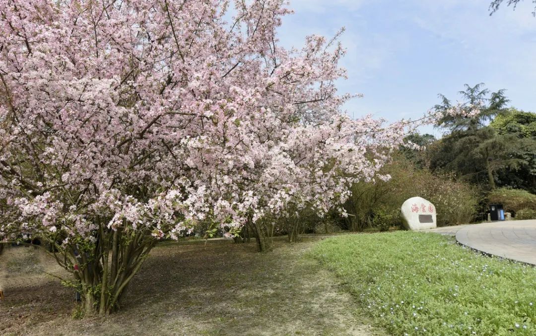 成都免费景区怎么预约,现在成都有哪些景区免费