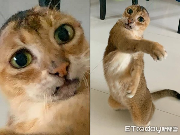 耳朵长瘤动手术,耳朵长瘤切除