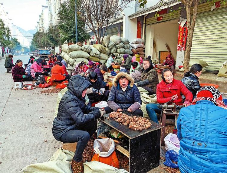 秦奋有新貌丨产业发展挺起脱贫“铁脊梁”丹凤县找到致富好路子