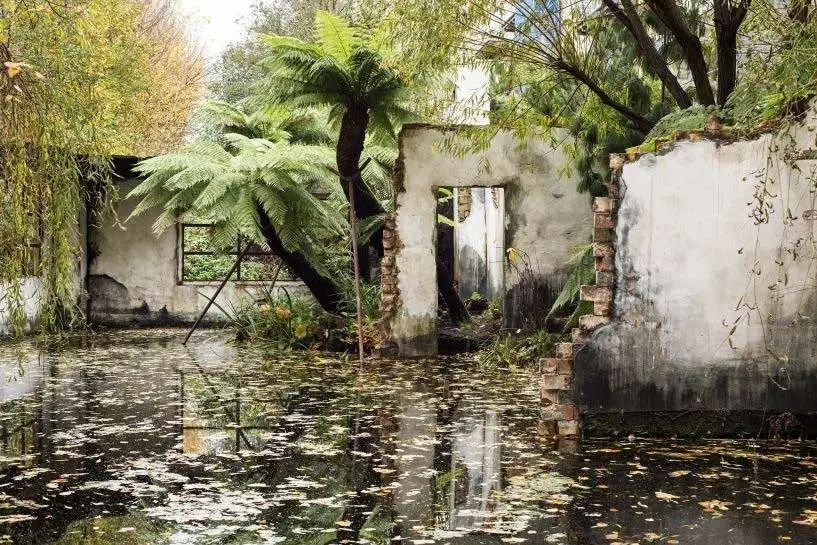 一起来植树的视频,今天适合植树吗