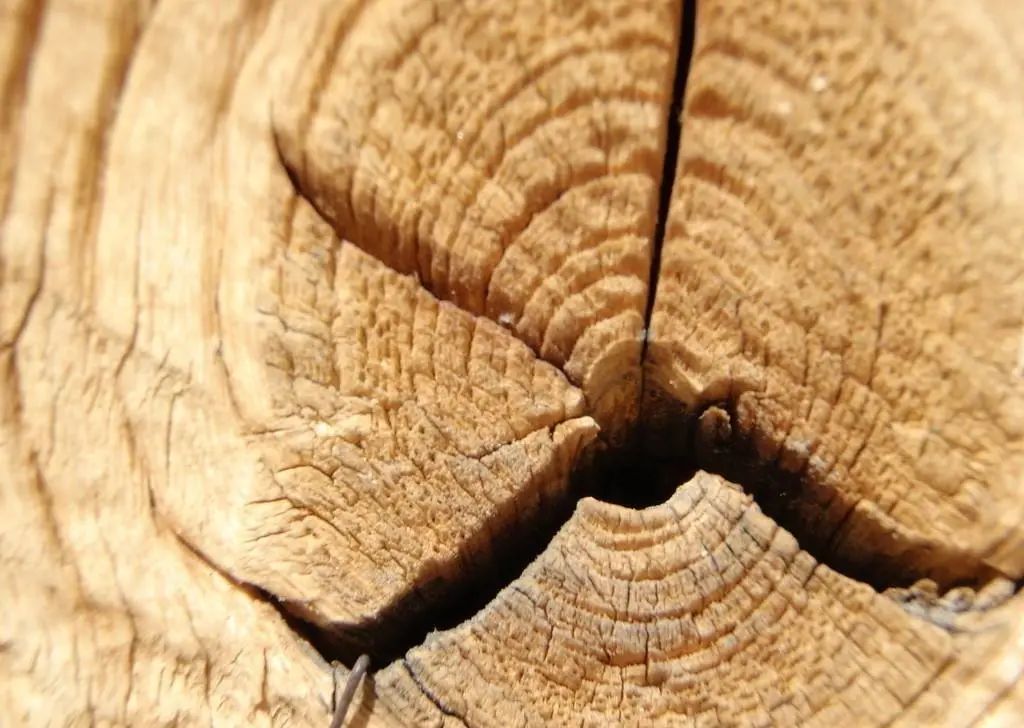 一年一度的植树,现在正在植树的视频